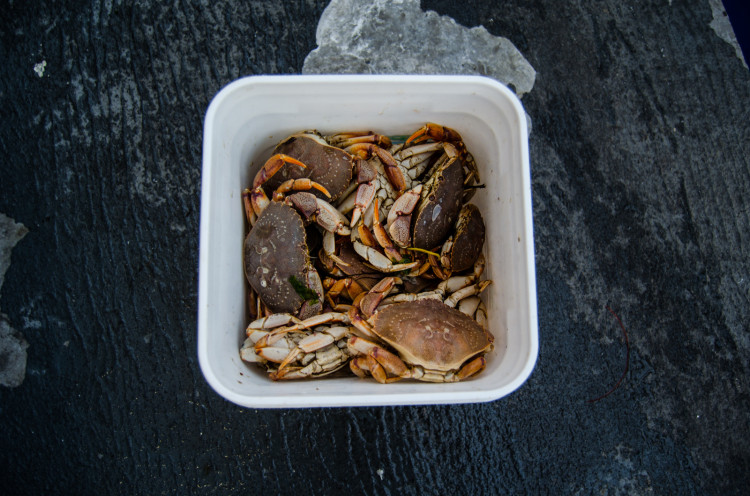 It's tough to beat white-legger crabs for winter blackfishing. 