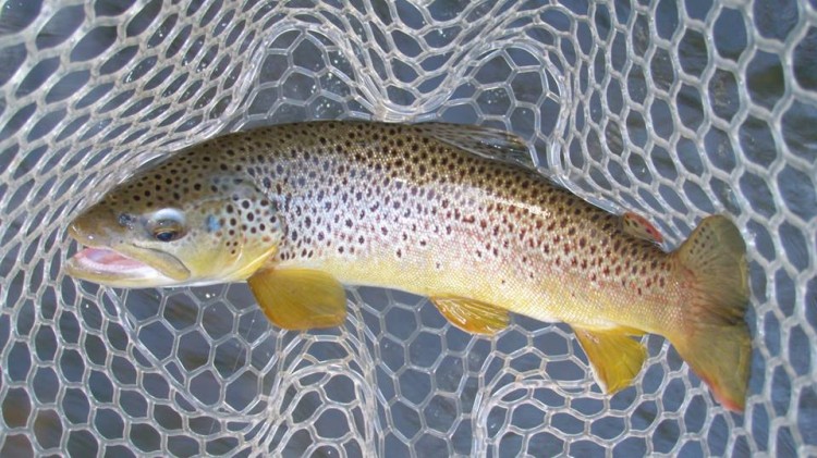 19&rdquo; Brown Trout caught on a size 8 tungsten bead woven green weenie.  Congratulations Allan!!