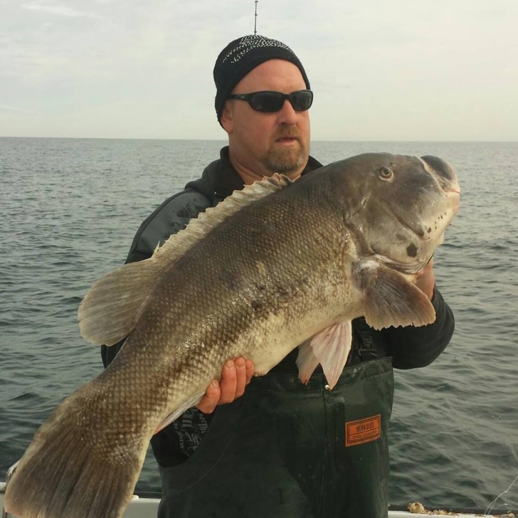 Tautog World Record Blackfish