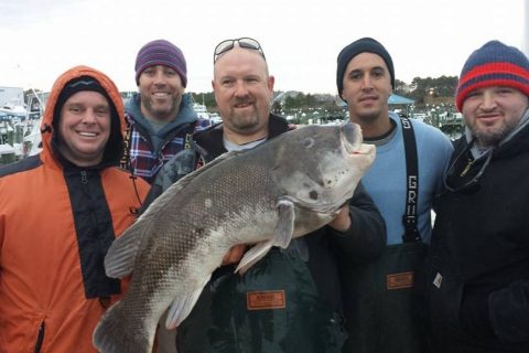 Pending World Record Tautog