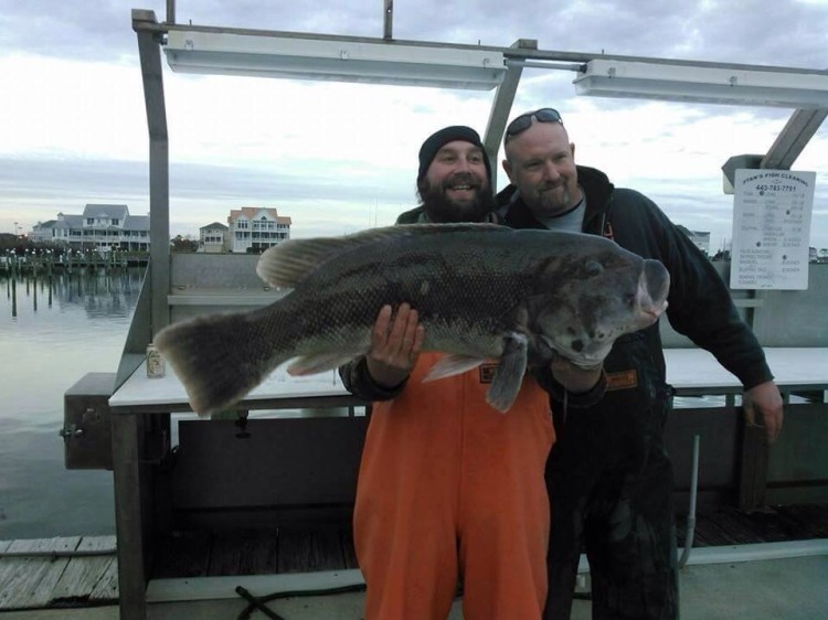 Tautog World Record Blackfish2