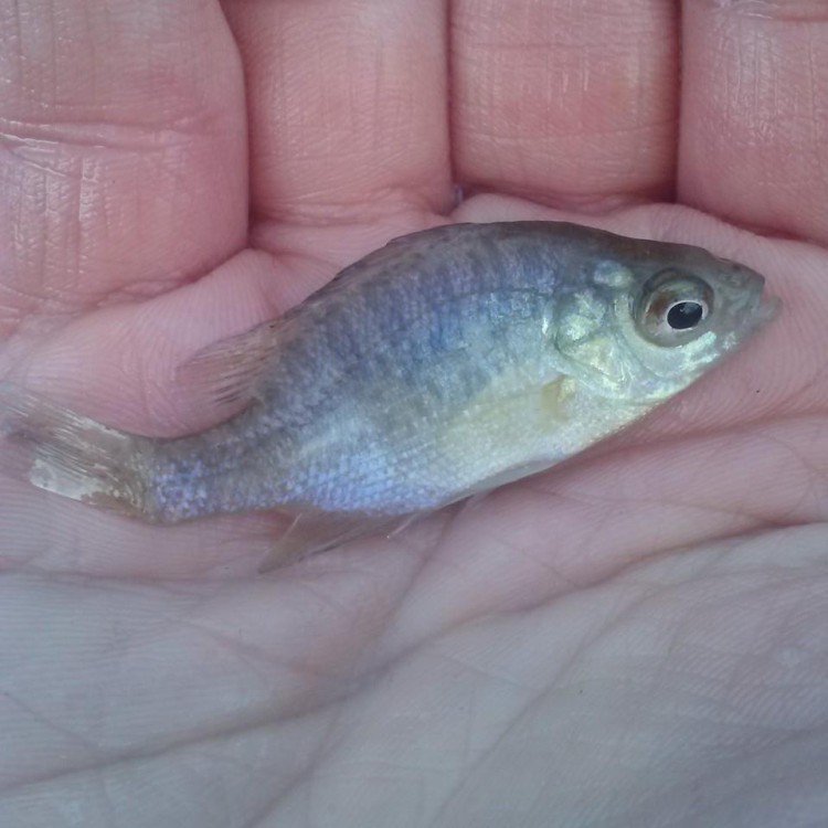 Baby Bluegill