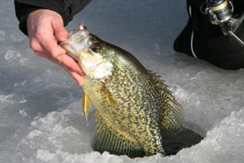 Crappie Through The Ice