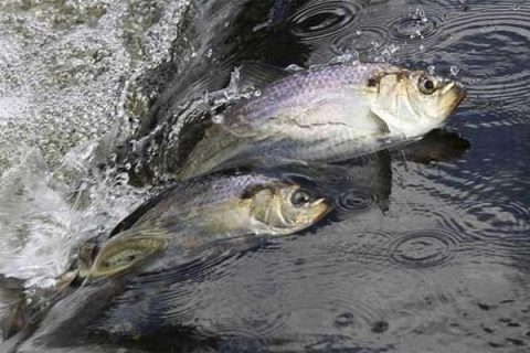 Funding Awarded To Help Hudson River Communities Restore American Eel And River Herring Habitats