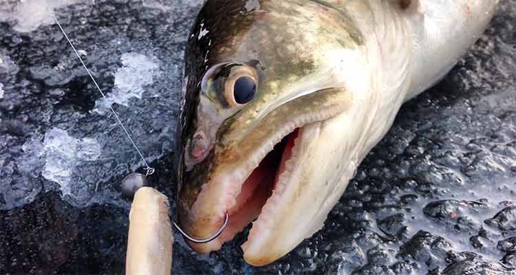 Scented soft plastics can fool picky fish when other baits get rejected