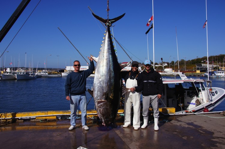 Prince Edward Island Giant Bluefin