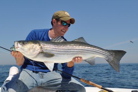 2015 Striped Bass Regulations by State