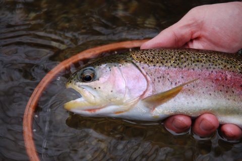 Press Release: In-Season Trout Stockings Still Going Strong