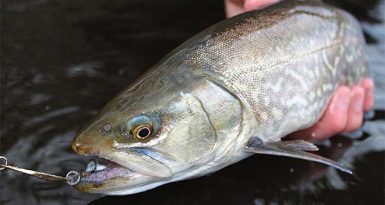 Trout caught on ACME Kastmaster