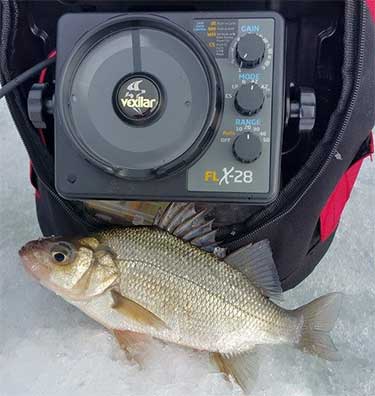 White perch have been active in coves