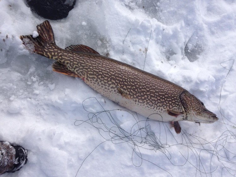 Northern pike