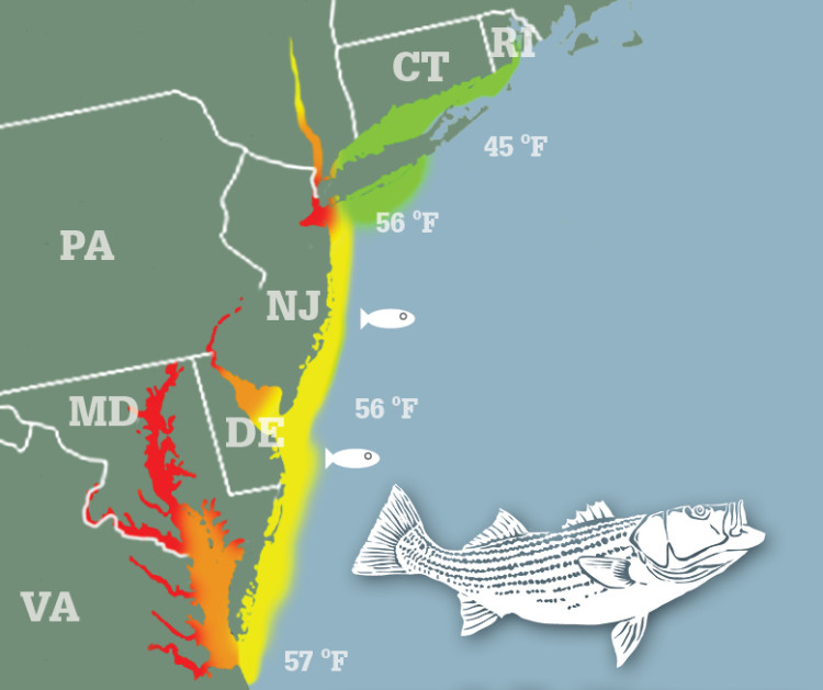 Striped Bass Migration Map