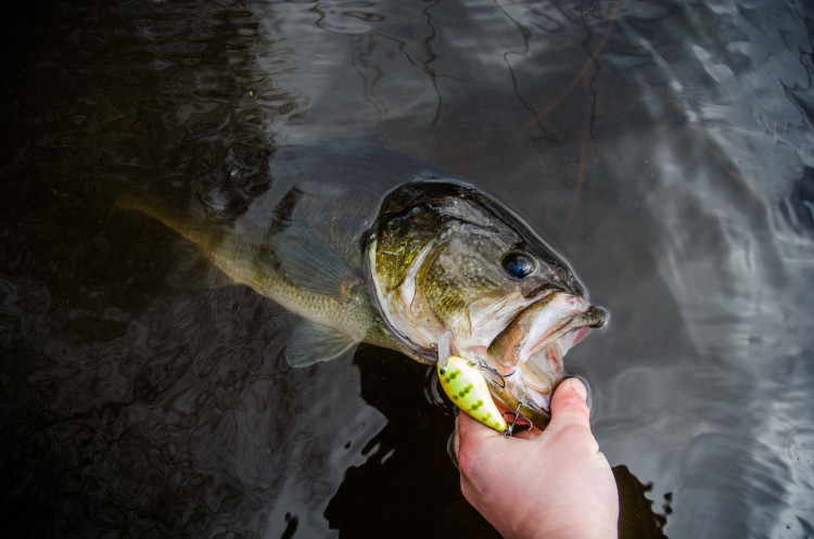 largemouth-bass-shallow-crankbait