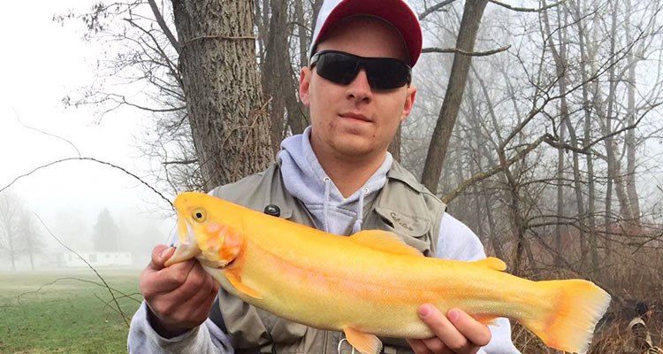 Golden Rainbow trout caught on opening day