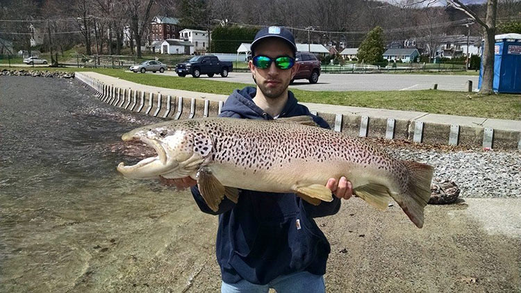 Seeforellen brown trout