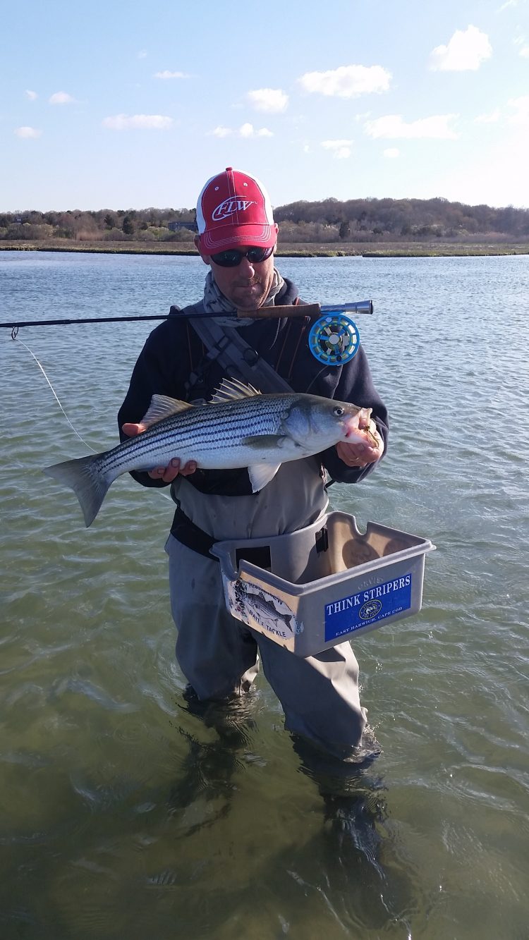 Ben Bianco found some active schoolies up to 26 inches this week. 