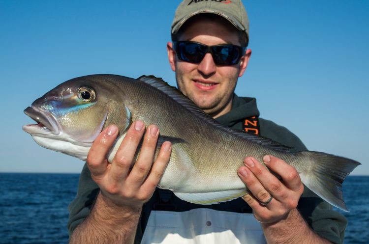 Jerry Sullivan showing how blueline tilefish got their name.