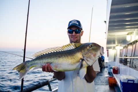 The Tilefish Ache