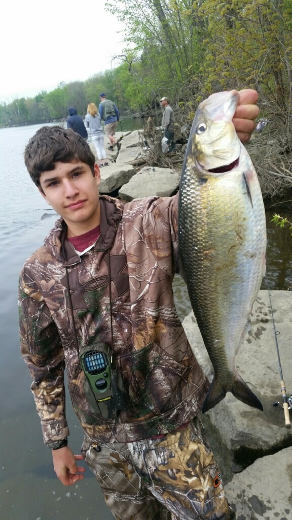 Jake from Cromwell with a monster CT River shad.