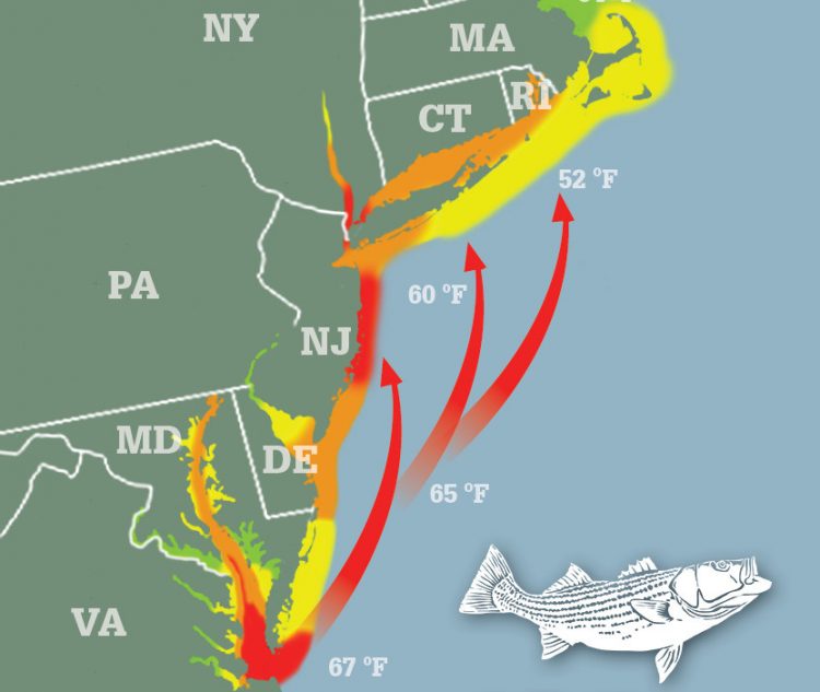 Striper Migration Map