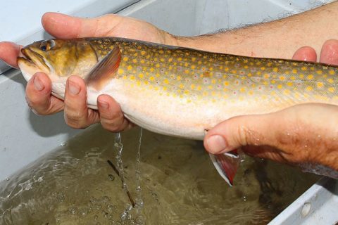 Field Trip: Electroshocking Native Brook Trout