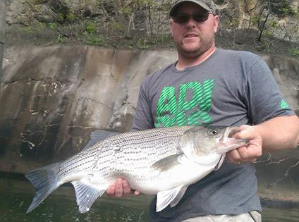 Brian Knapp with a big hybrid striper from the Tioga River.