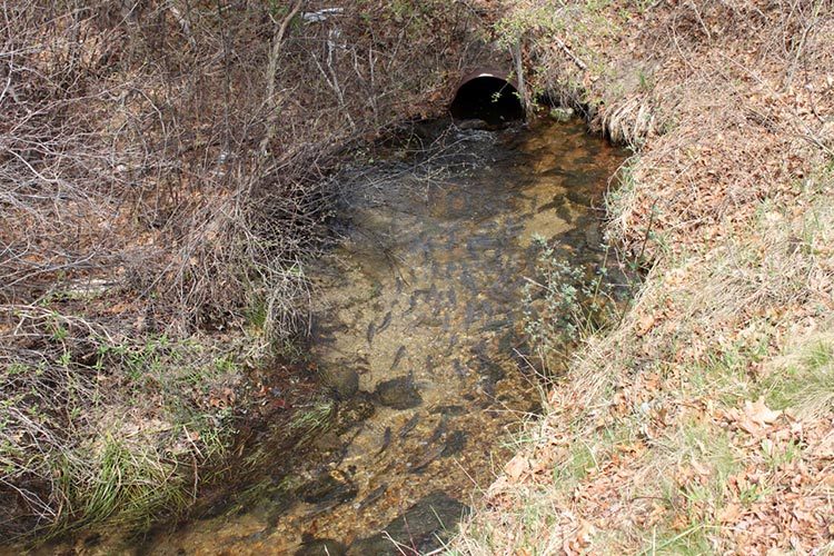 Culvert trapping herring