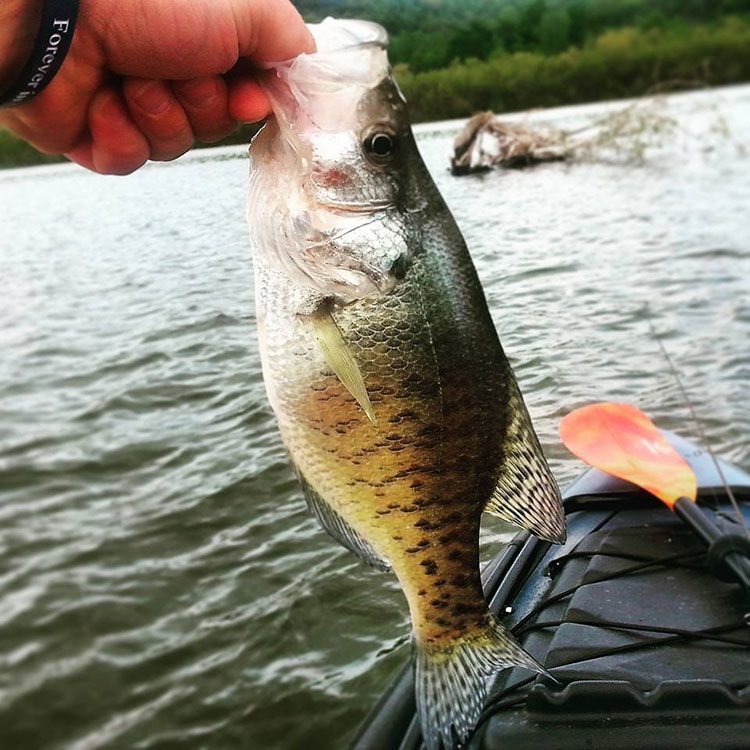 Josh Ditzler with a nice crappie he caught while kayak fishing on Hammond Lake.