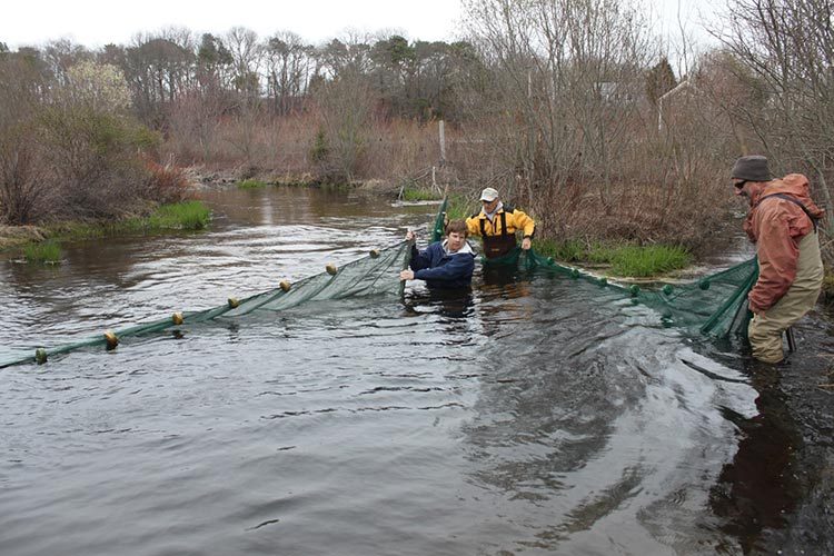 Corralling and netting of river herring
