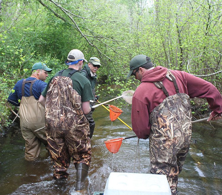 netting-stunned-fish