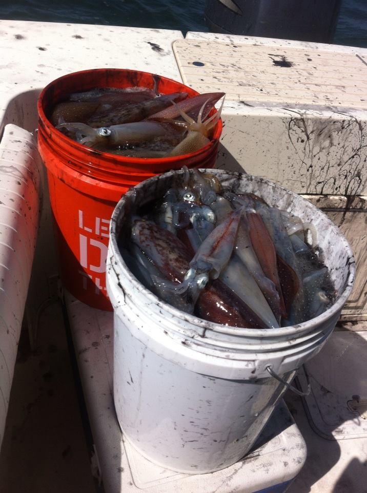 Paul Devitt of Deep Thinker Charters has been loading up on fresh calamari off the south side of Cape Cod.
