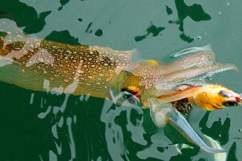 How To Clean A Squid