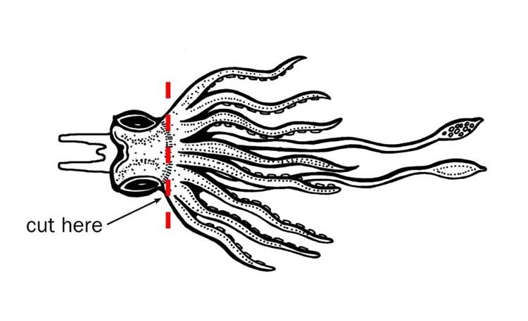 squid-step-1