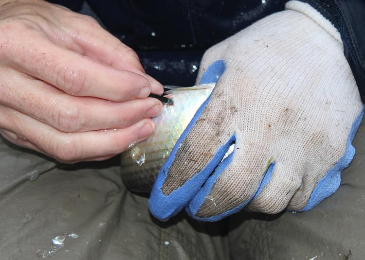 The tag is quickly implanted into the body cavity of the fish.
