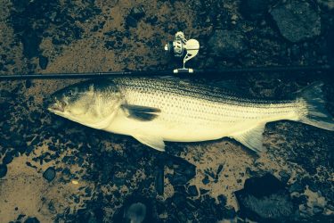 Mike Baker of Kayak Fish New England caught, photographed and released this 46-inch striper in a Maine river this week!