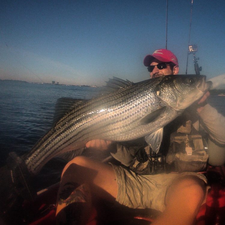 A 40-pound striper that fell to a bucktail and Gulp intended for fluke!