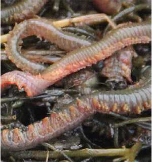 Seaworms