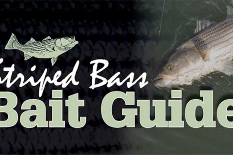 Striped Bass Bait Guide