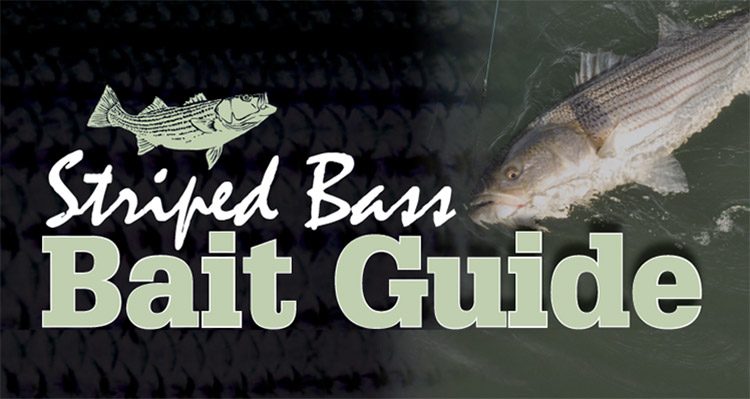Striped Bass Bait Guide