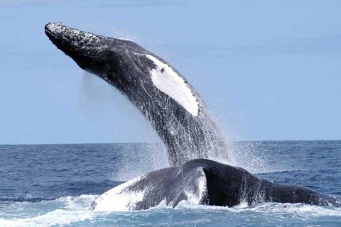 Tuna Fishermen Advised to Watch Out for Whales