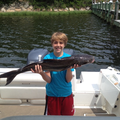 nantucket sound cobia