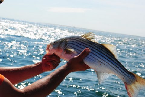 Nantucket Fishing Vacation