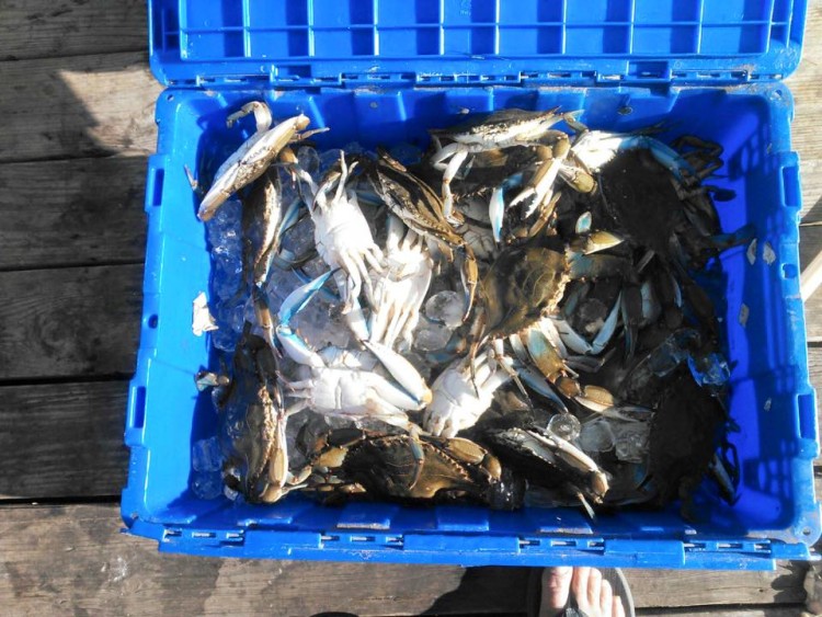 Crabbing has been outstanding according to Dockside Outfitters. 