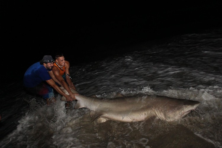 sand tiger shark fishing