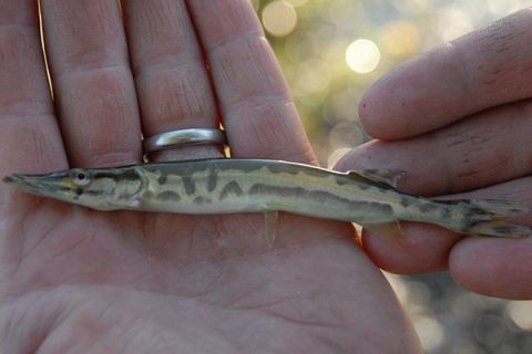A close-up of a muskellunge fingerling. Over 5,000 muskie fingerlings will be stocked into Lake Champlain and the Missisquoi River on Tuesday by Vermont Fish & Wildlife.