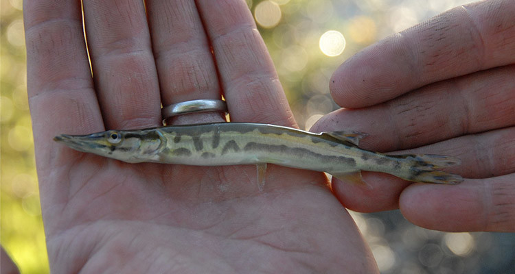 A close-up of a muskellunge fingerling. Over 5,000 muskie fingerlings will be stocked into Lake Champlain and the Missisquoi River on Tuesday by Vermont Fish & Wildlife.
