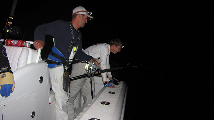 Oceanographer Canyon Tiger Shark