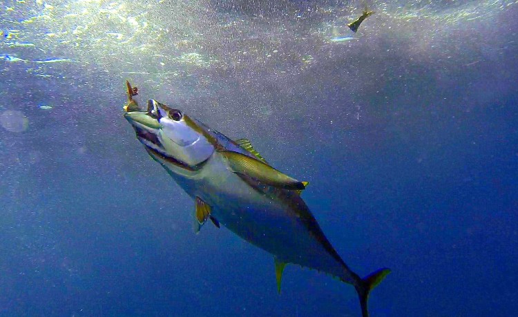 Yellowfin tuna chunk fishing