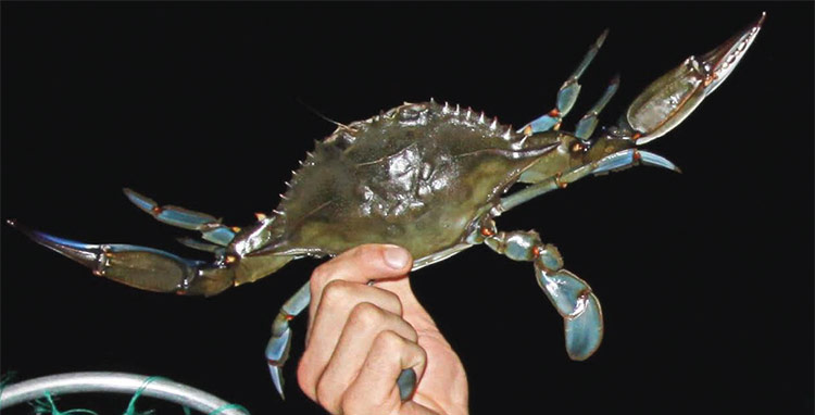 Grasping a big crab by the back fin, tight to the body, is one way to avoid a painful encounter.