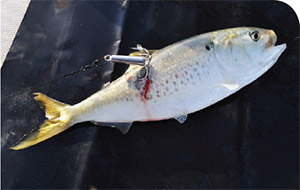 Both shore and boat fisherman use weighted treble hooks to snag fresh bunker.